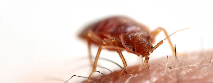 Exterminateur pour punaises de lit