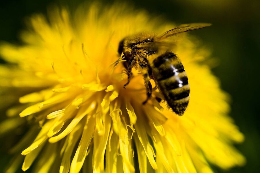 Exterminateur pour abeilles