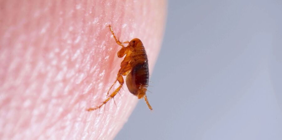 Exterminateur pour puces