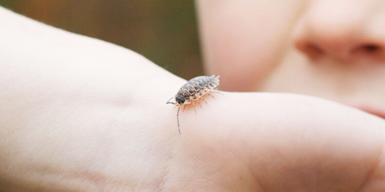 Exterminateur pour cloportes