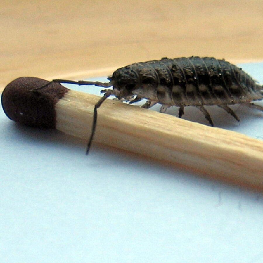 Exterminateur pour cloportes