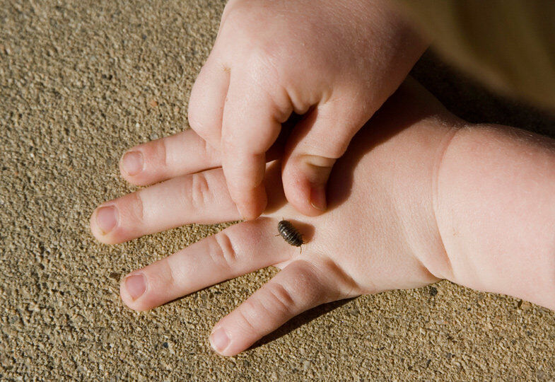 Exterminateur pour cloportes