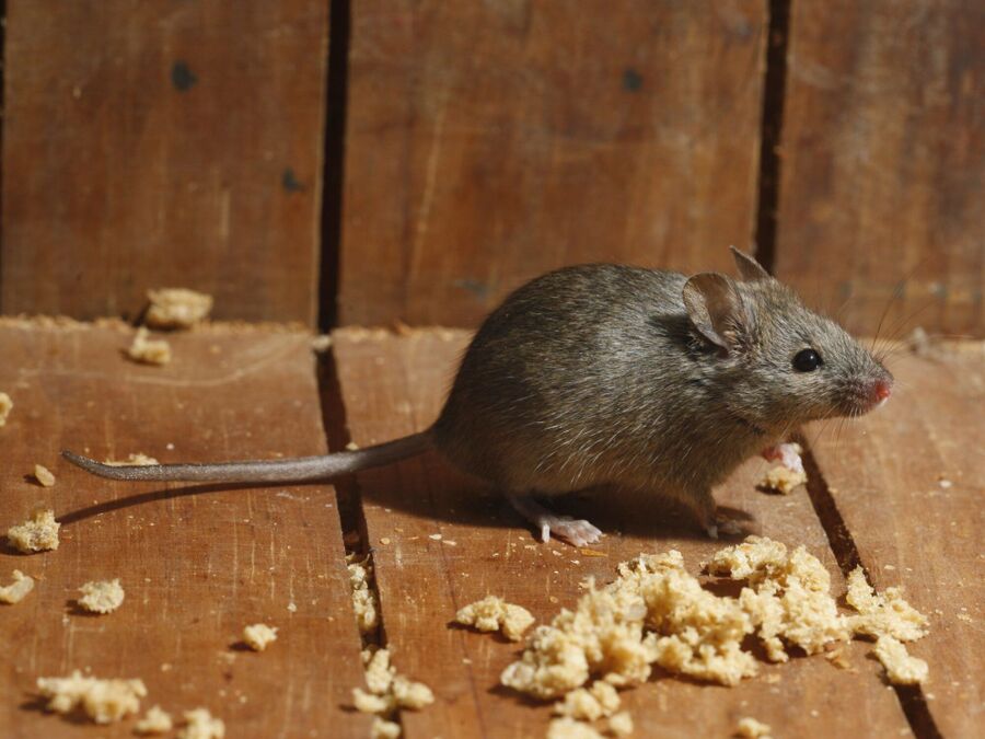 Exterminateur pour souris
