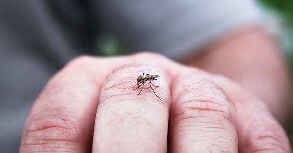 Exterminateur pour moustiques