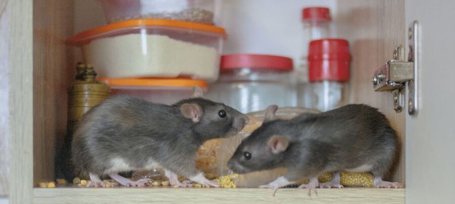 Exterminateur pour souris