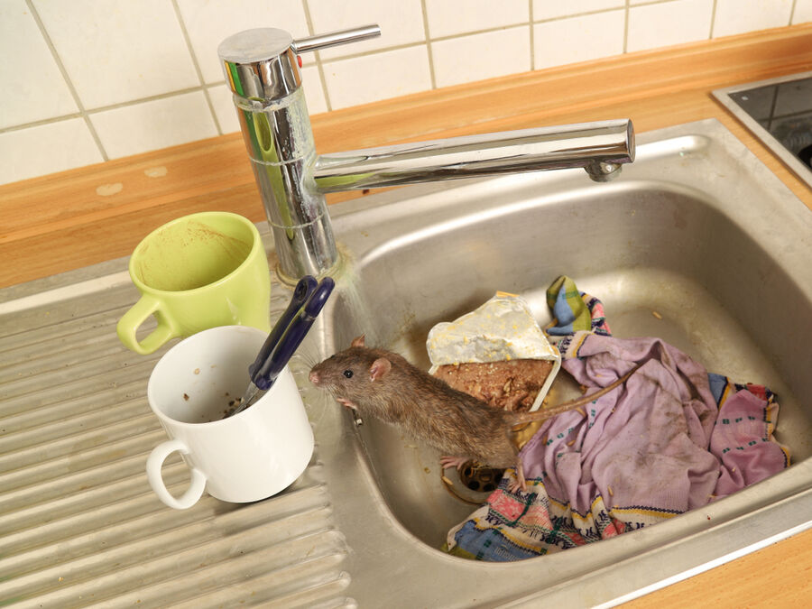 Exterminateur pour rats
