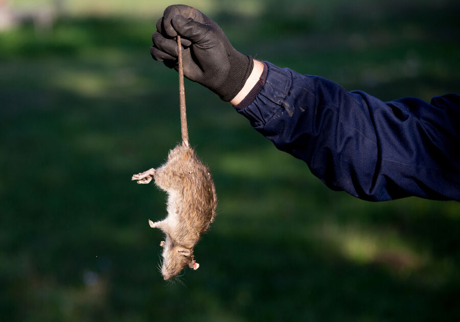 Exterminateur pour rats