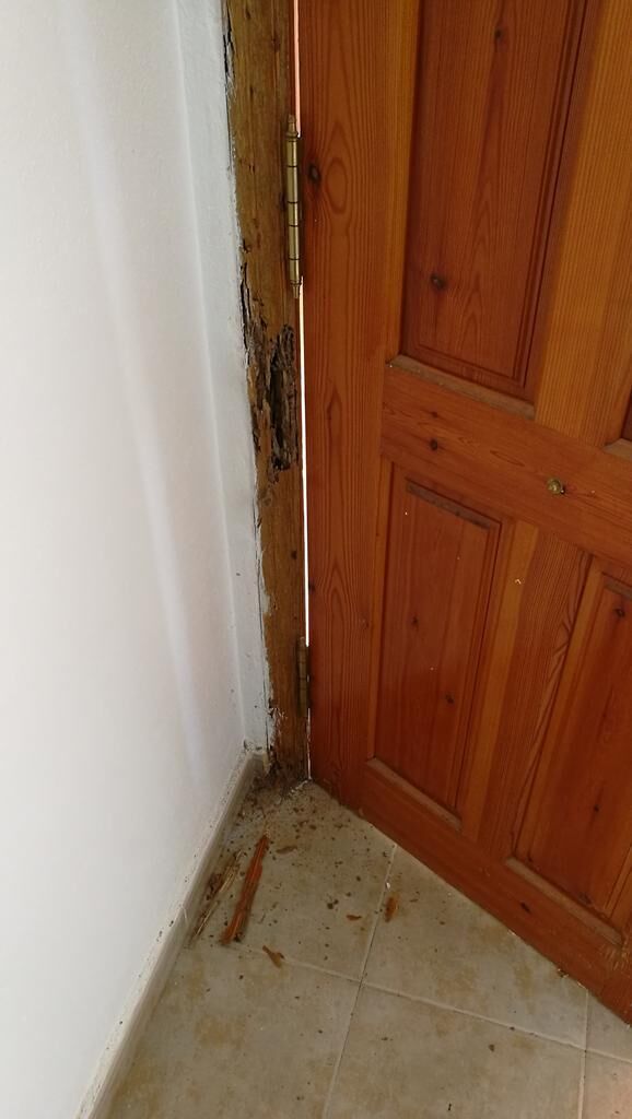 Exterminateur pour termites