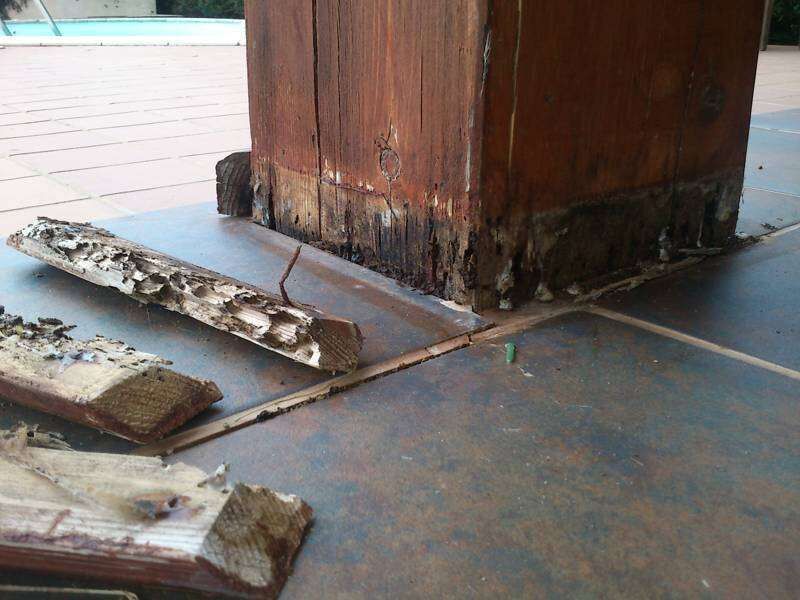 Exterminateur pour termites