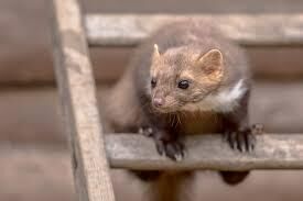 Exterminateur pour martre