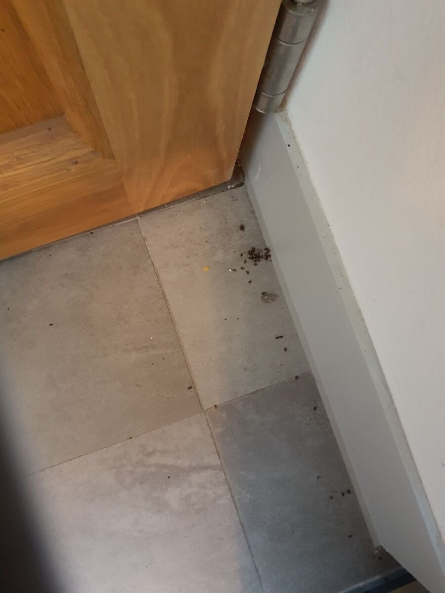 desinfestateur exterminateur-Boudry-Einsatzvorbereitung.jpeg