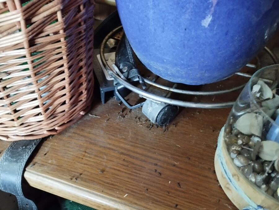 anti nuisibles a-Grächen-Beratung.jpg