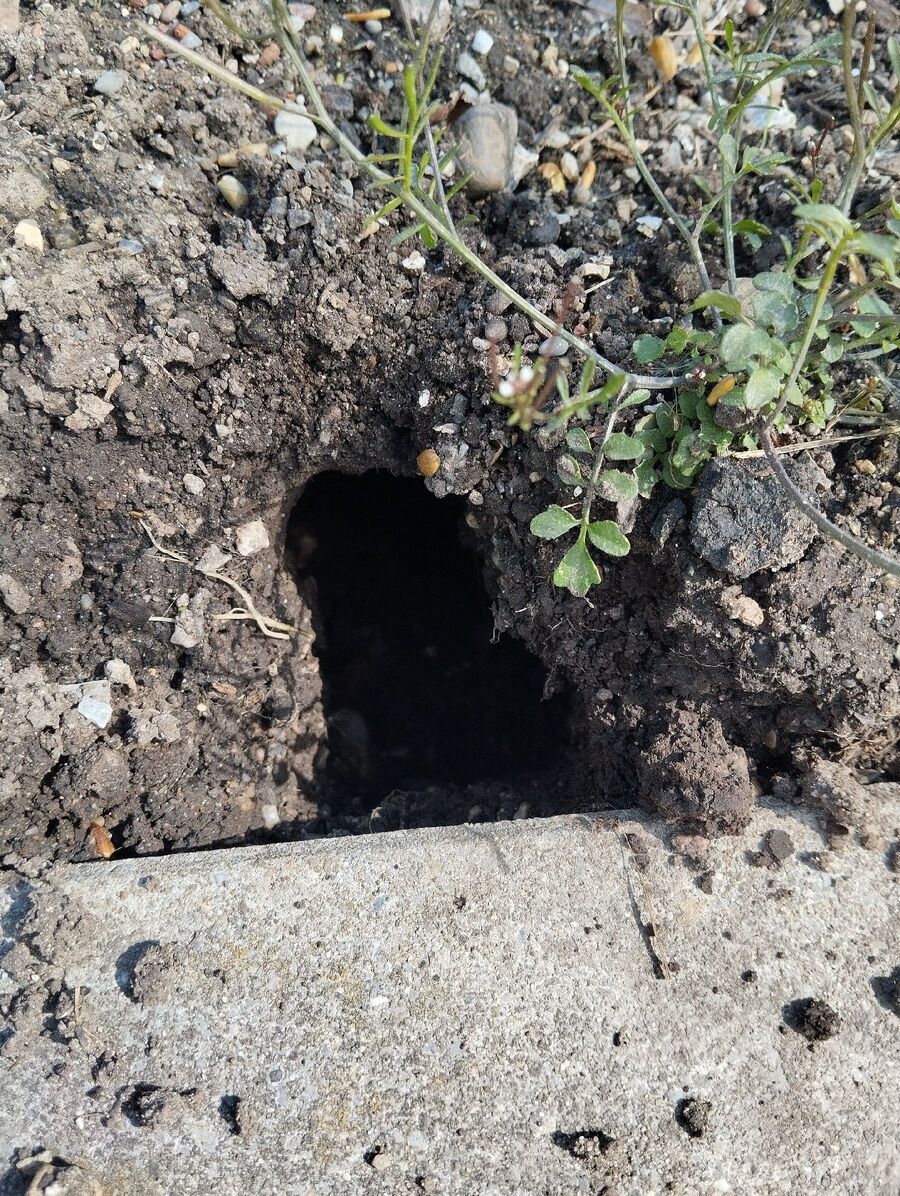 anti nuisibles a-Lens-Beratung.jpg