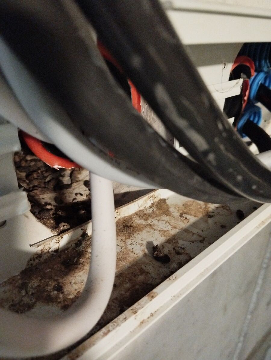 anti nuisibles a-Founex-Beratung.jpg