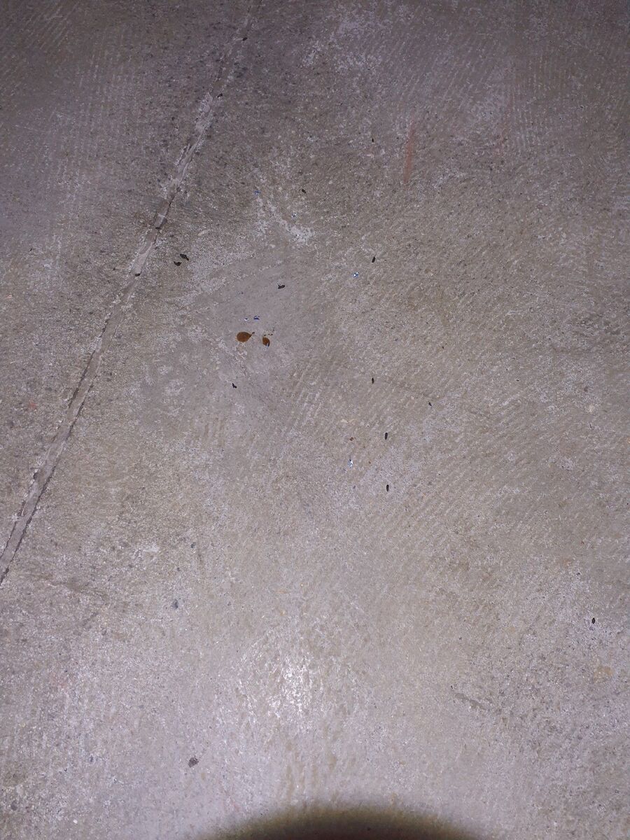 anti nuisibles a-Mörel-Filet-Beratung.jpg