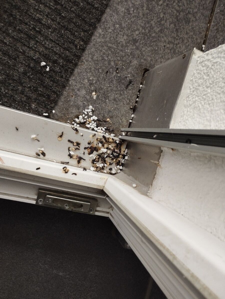 anti nuisibles a-Saint-Oyens-Beratung.jpg