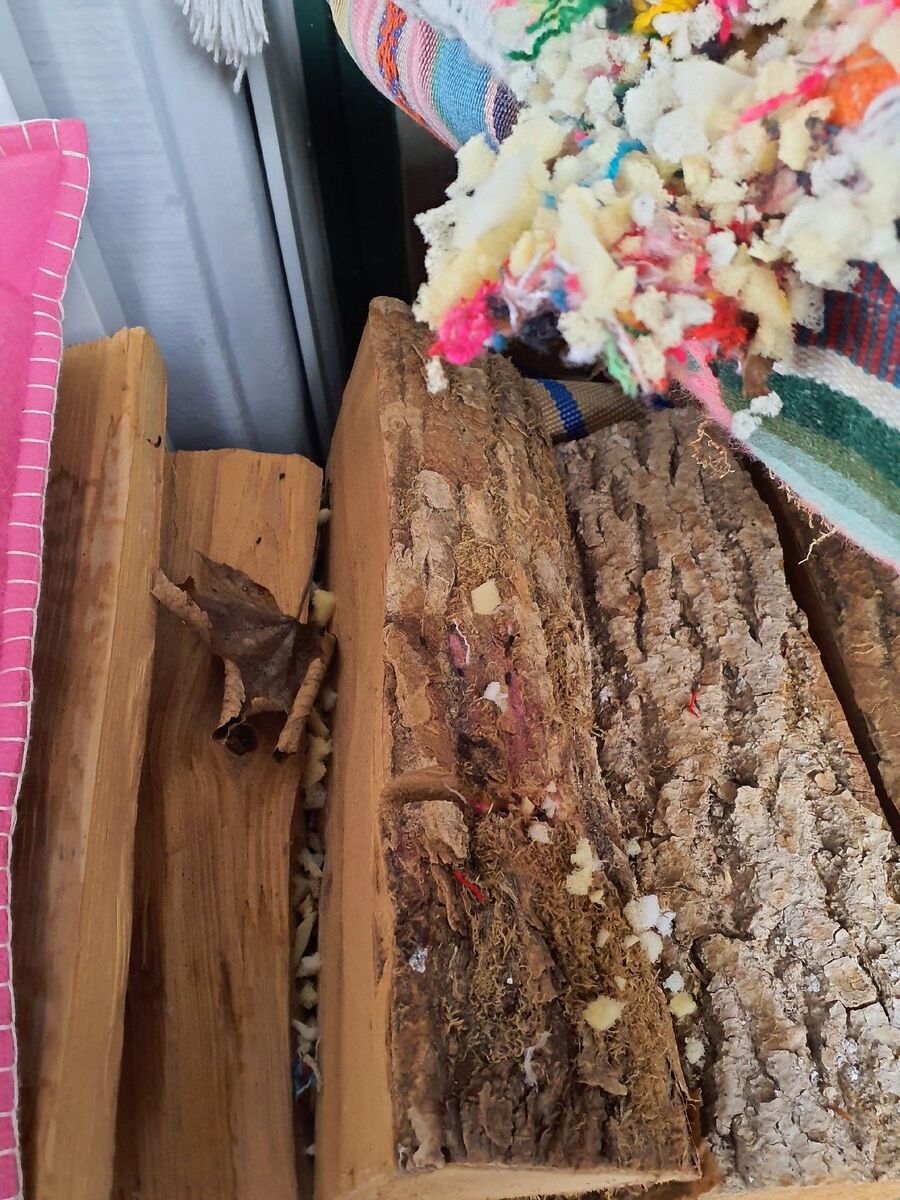 anti nuisibles a-Riddes-Beratung.jpg