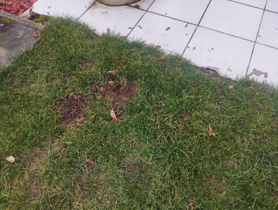 anti nuisibles a-Saillon-Beratung.jpg