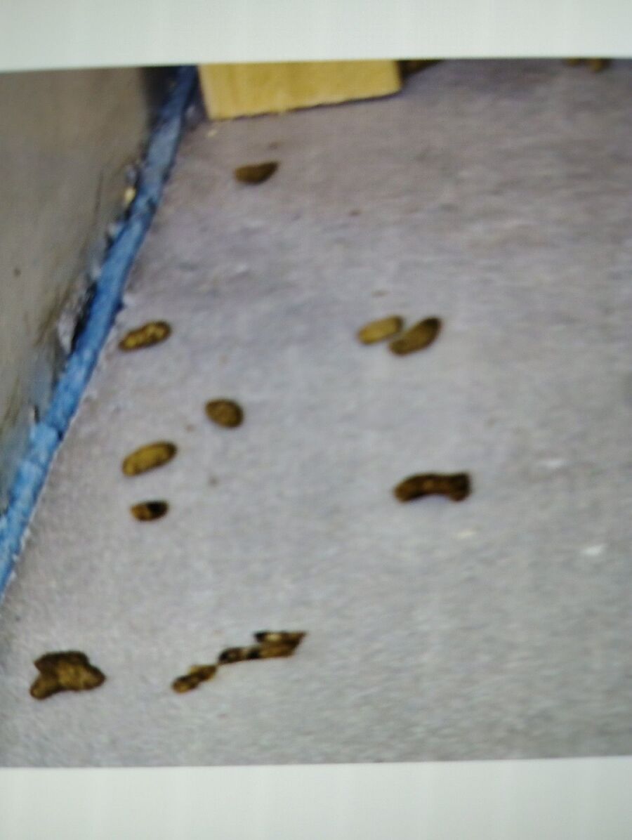 anti nuisibles a--Beratung (213).jpeg