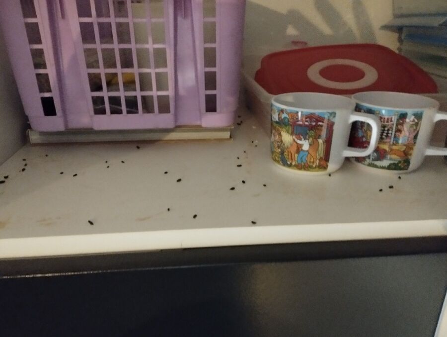 anti nuisibles a-Le Vaud-Beratung.jpg