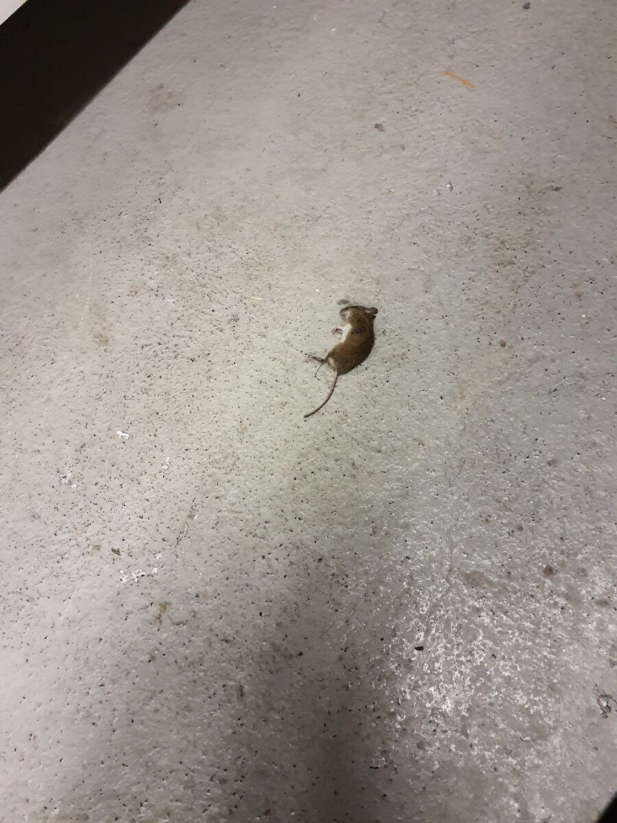 anti nuisibles a-Unterbäch-Beratung.jpg