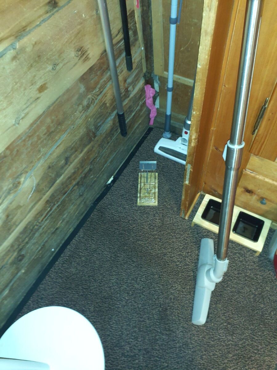 anti nuisibles a-Vex-Beratung.jpg