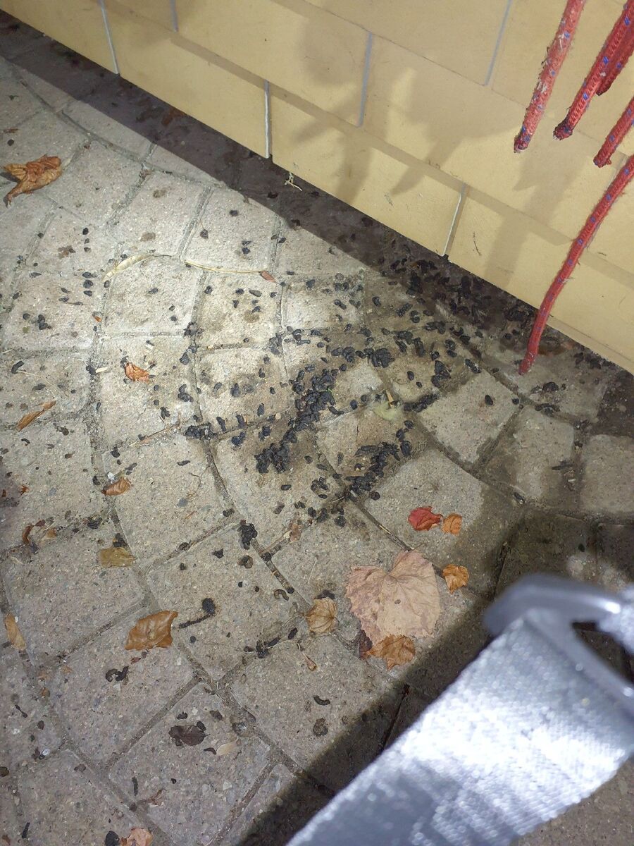 anti nuisibles a-Belfaux-Beratung.jpg