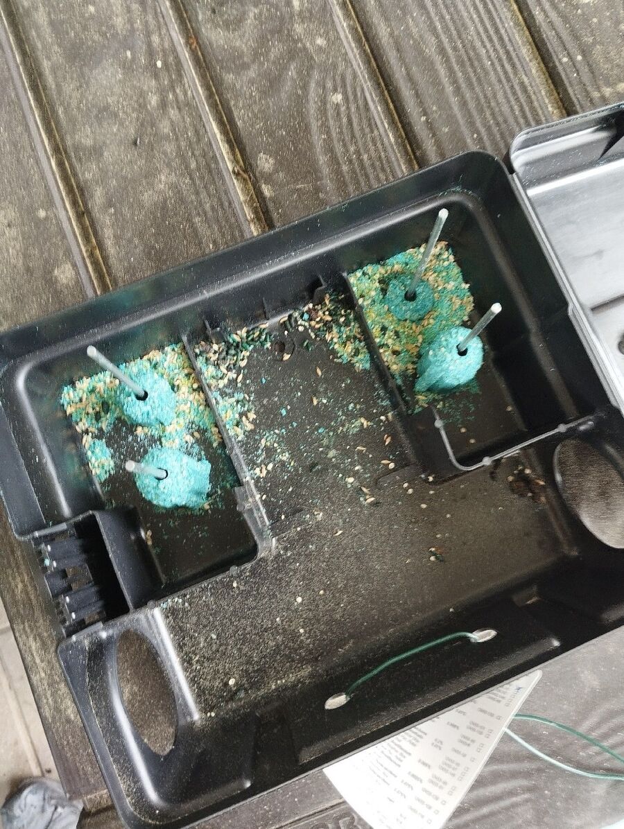 anti nuisibles a-Morrens (VD)-Beratung.jpg