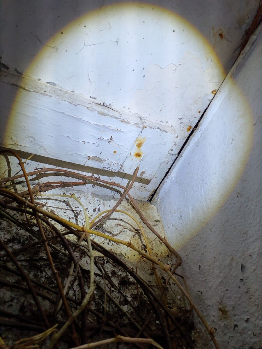 anti nuisibles a-Poliez-Pittet-Beratung.jpg