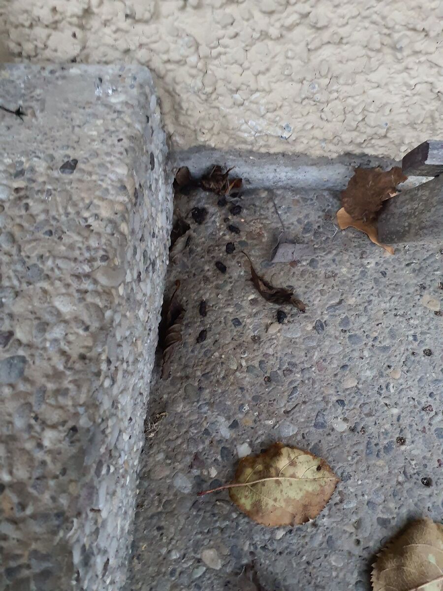 anti nuisibles a-Heitenried-Beratung.jpg