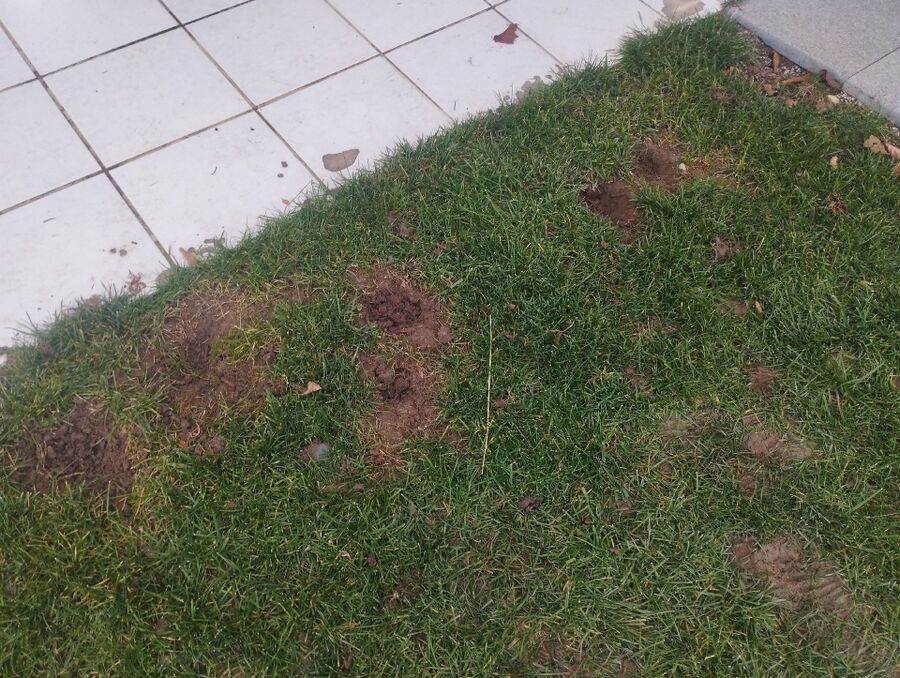 anti nuisibles a-La Verrerie-Beratung.jpg