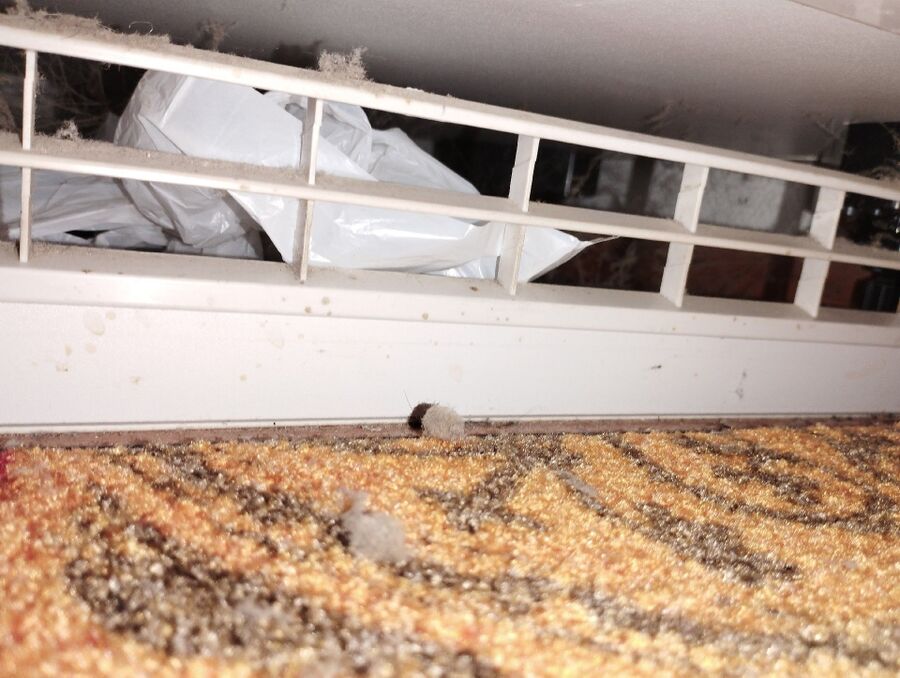 anti nuisibles a-Chancy-Beratung.jpg