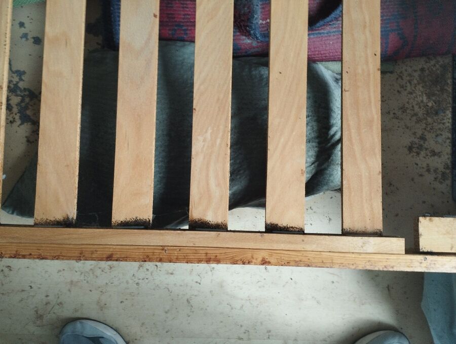 desinfestateur a-Rossemaison-Inspektion.jpeg