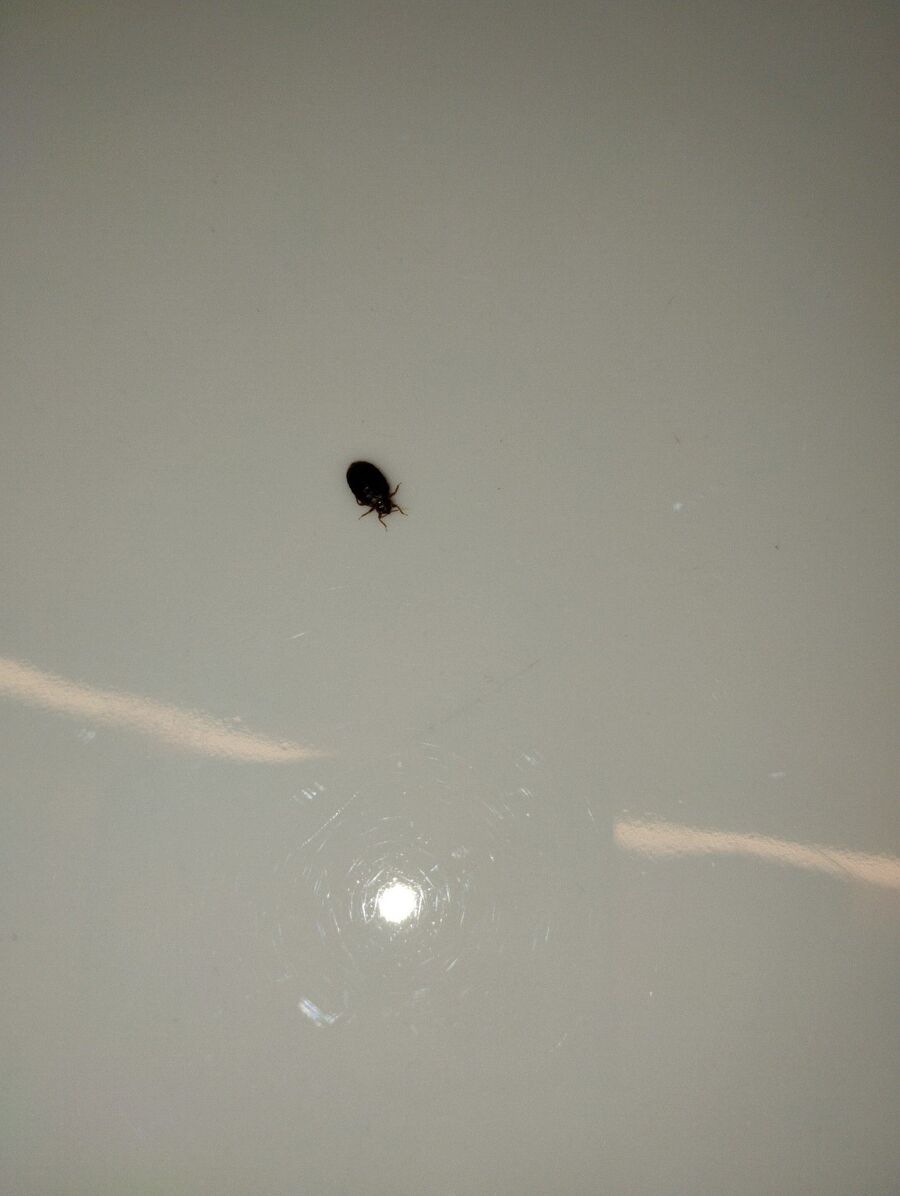 desinfestateur a-Morges-Inspektion.jpeg