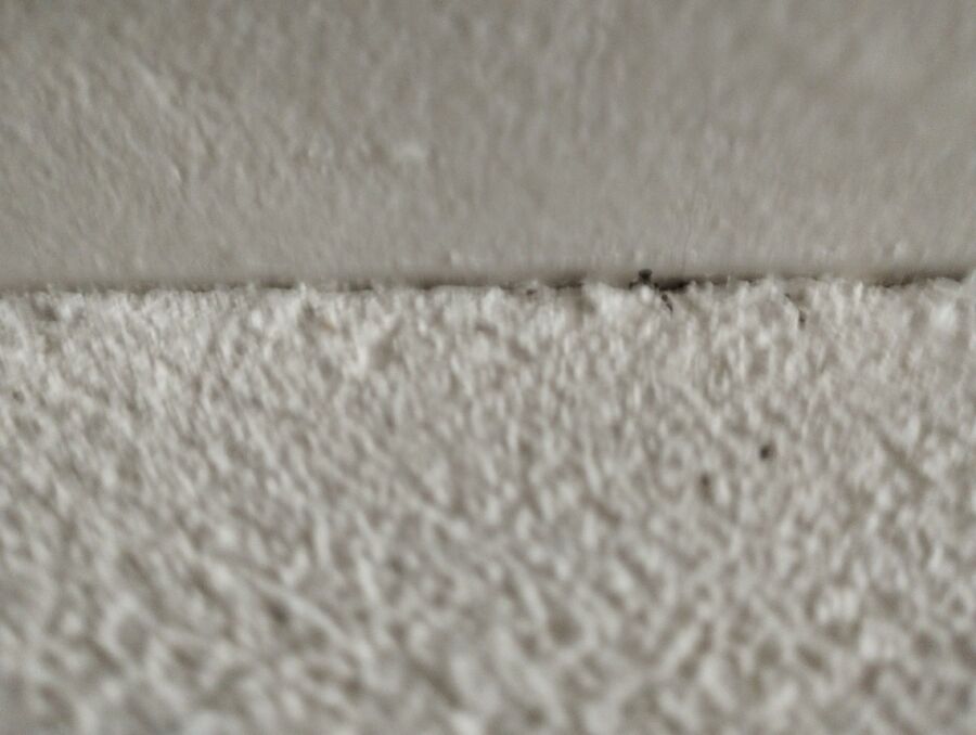 desinfestateur a-Yverdon-les-Bains-Inspektion.jpeg