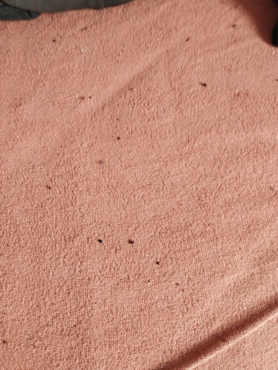 desinfestateur a-Bretigny-sur-Morrens-Inspektion.jpeg