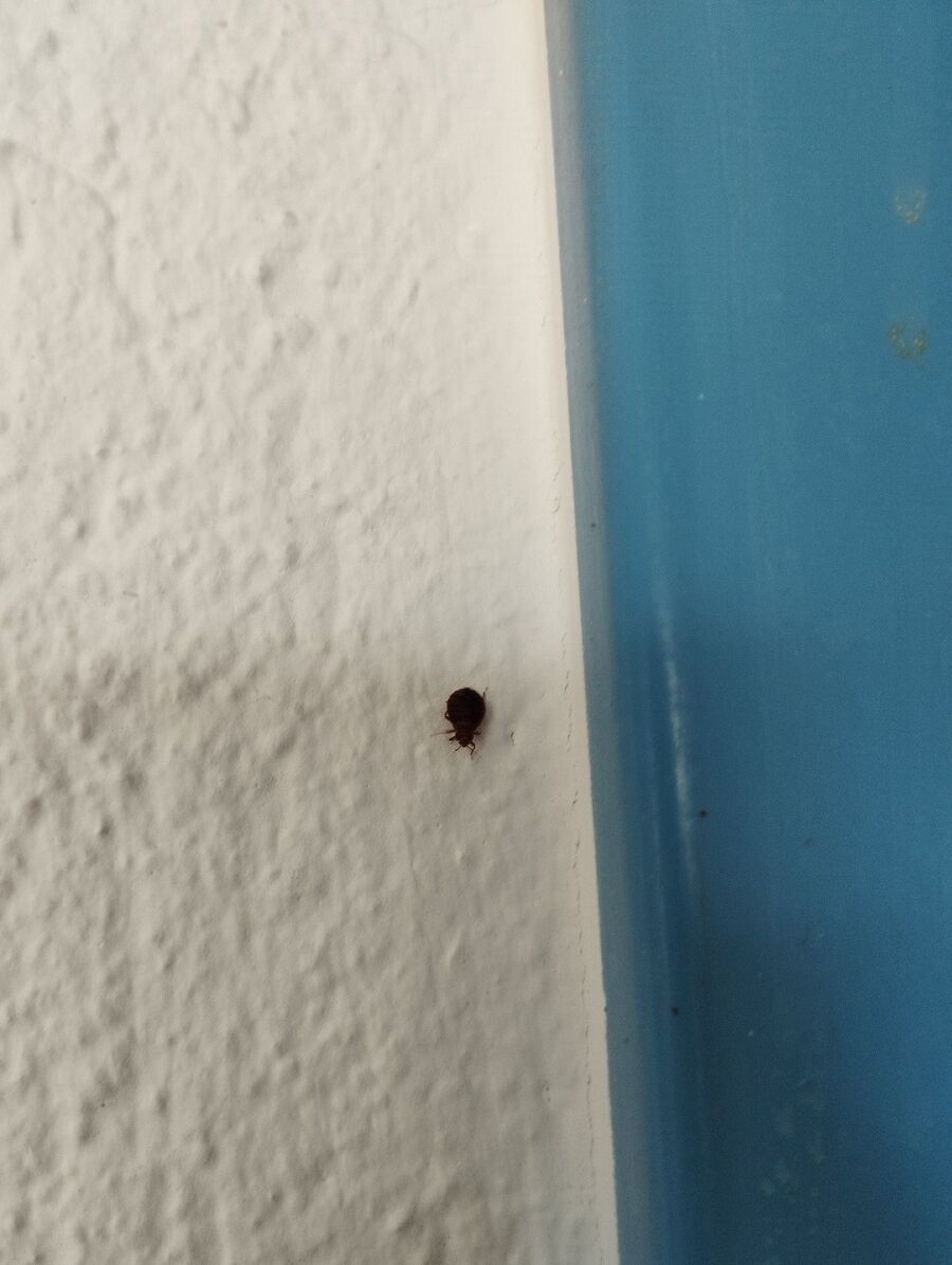 desinfestateur a-Collombey-Muraz-Inspektion.jpeg