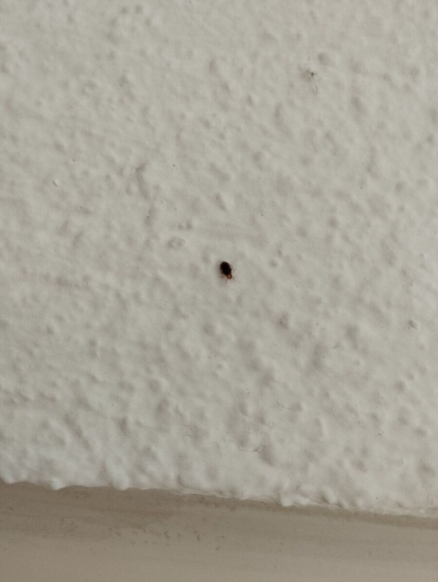 desinfestateur a-Collonges-Inspektion.jpeg