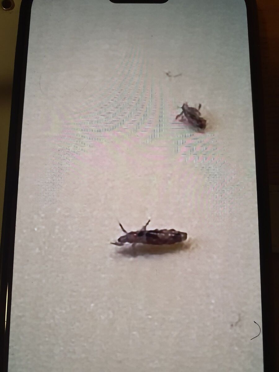 desinfestateur a-Conthey-Inspektion.jpeg