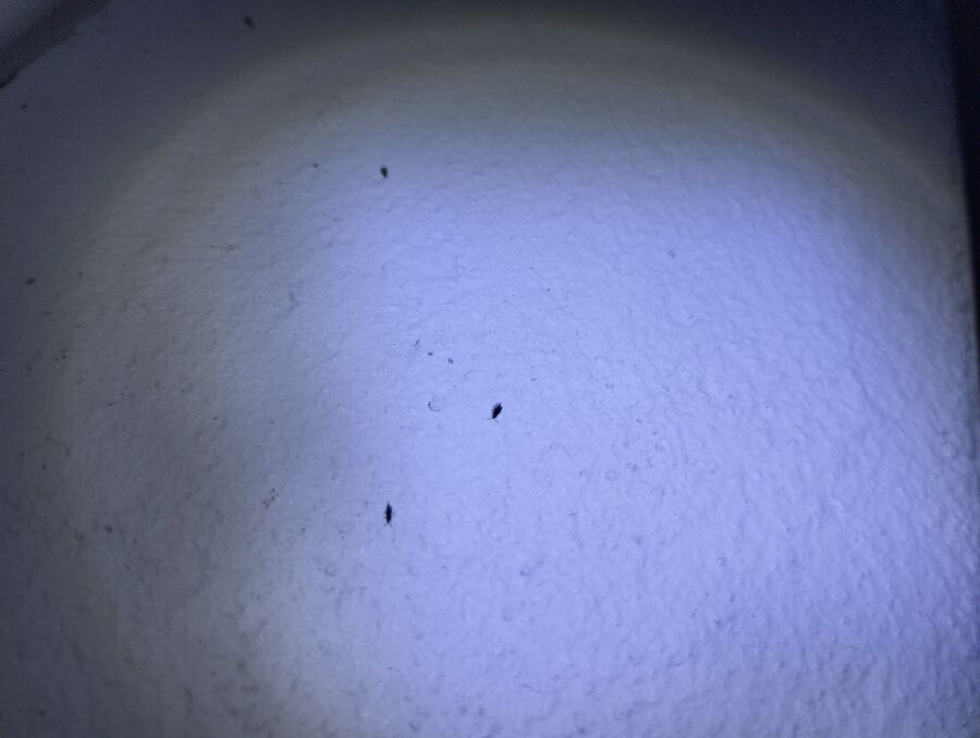 desinfestateur a-Chavannes-près-Renens-Inspektion.jpeg