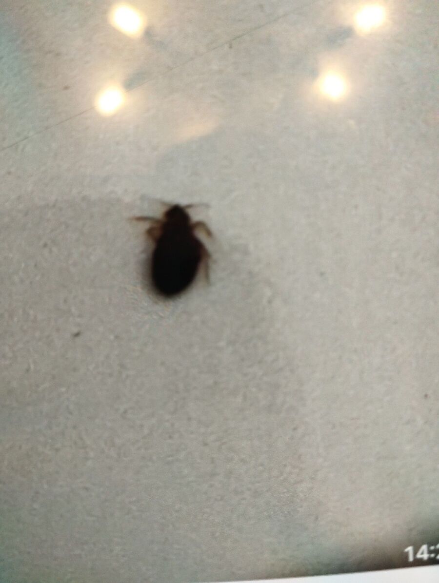 desinfestateur a-Fiesch-Inspektion.jpeg