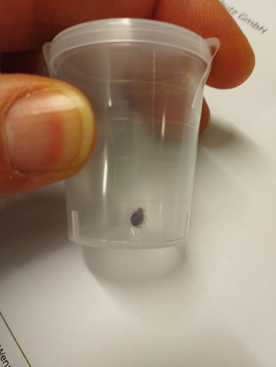 desinfestateur a-Fieschertal-Inspektion.jpeg