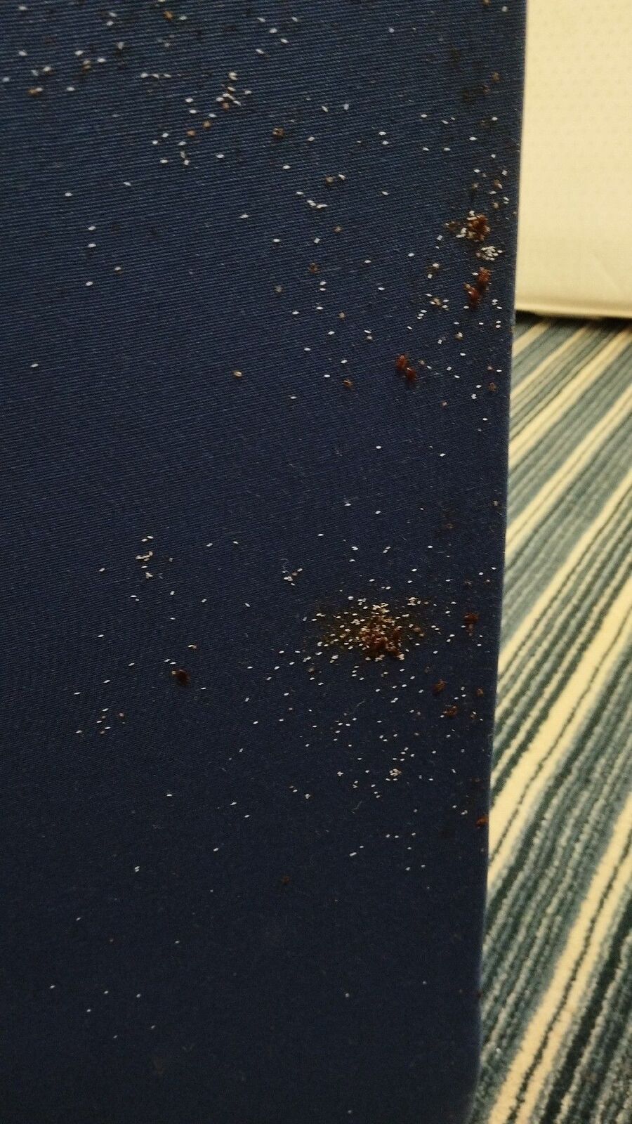 desinfestateur a-Concise-Inspektion.jpeg