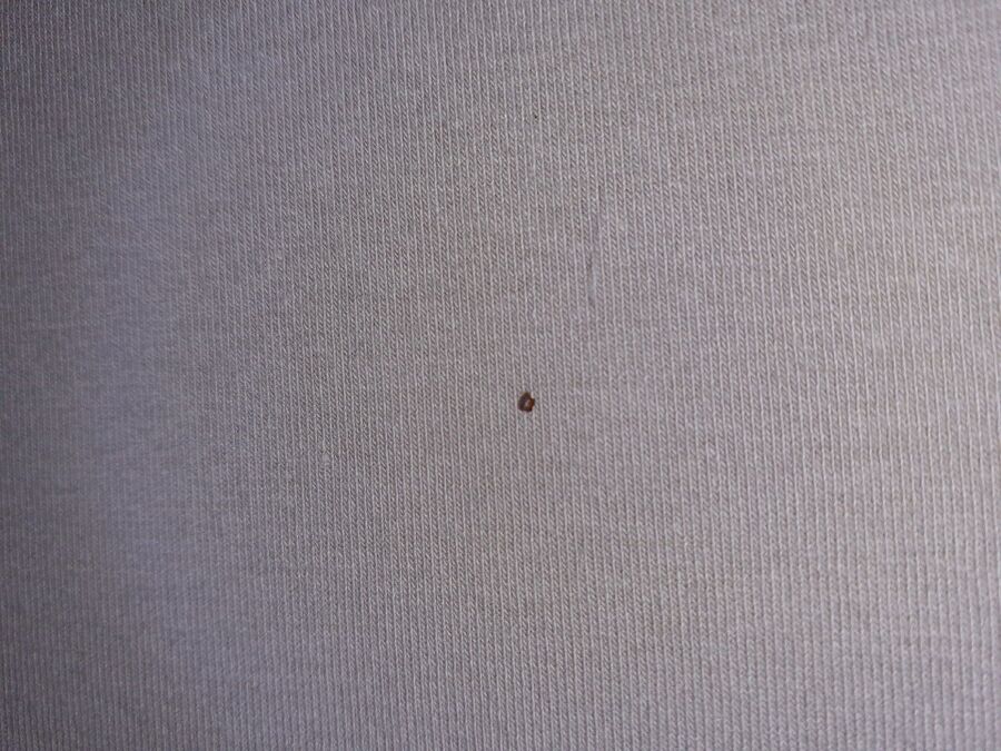 desinfestateur a-Grimisuat-Inspektion.jpeg