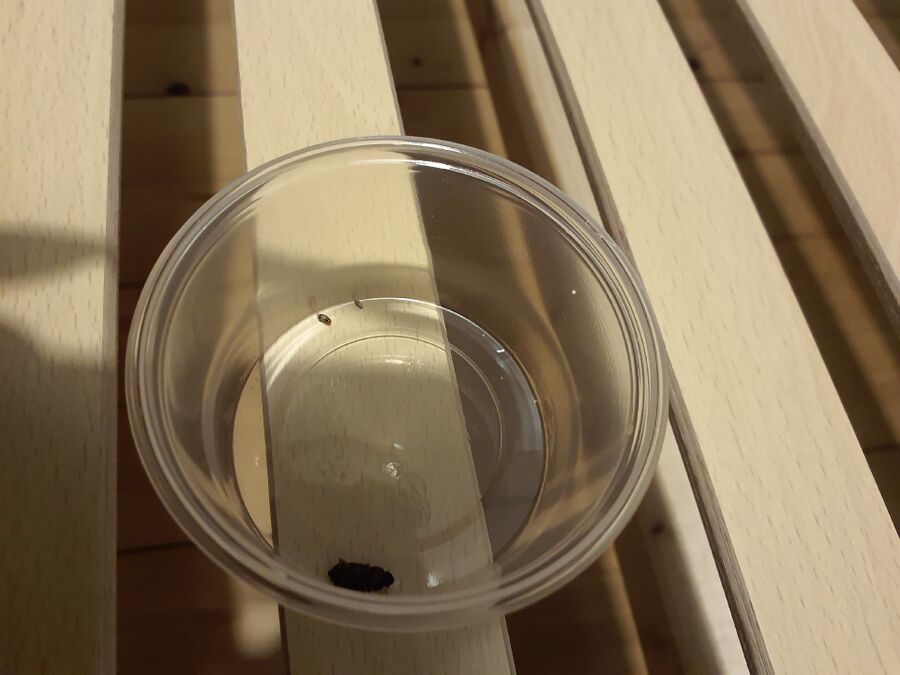 desinfestateur a-Inden-Inspektion.jpeg