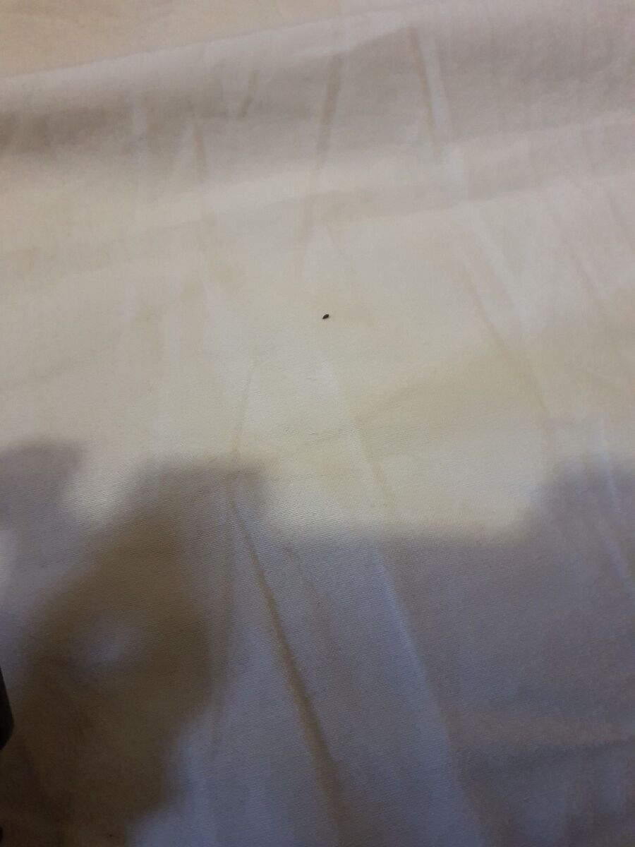 desinfestateur a-Crissier-Inspektion.jpeg