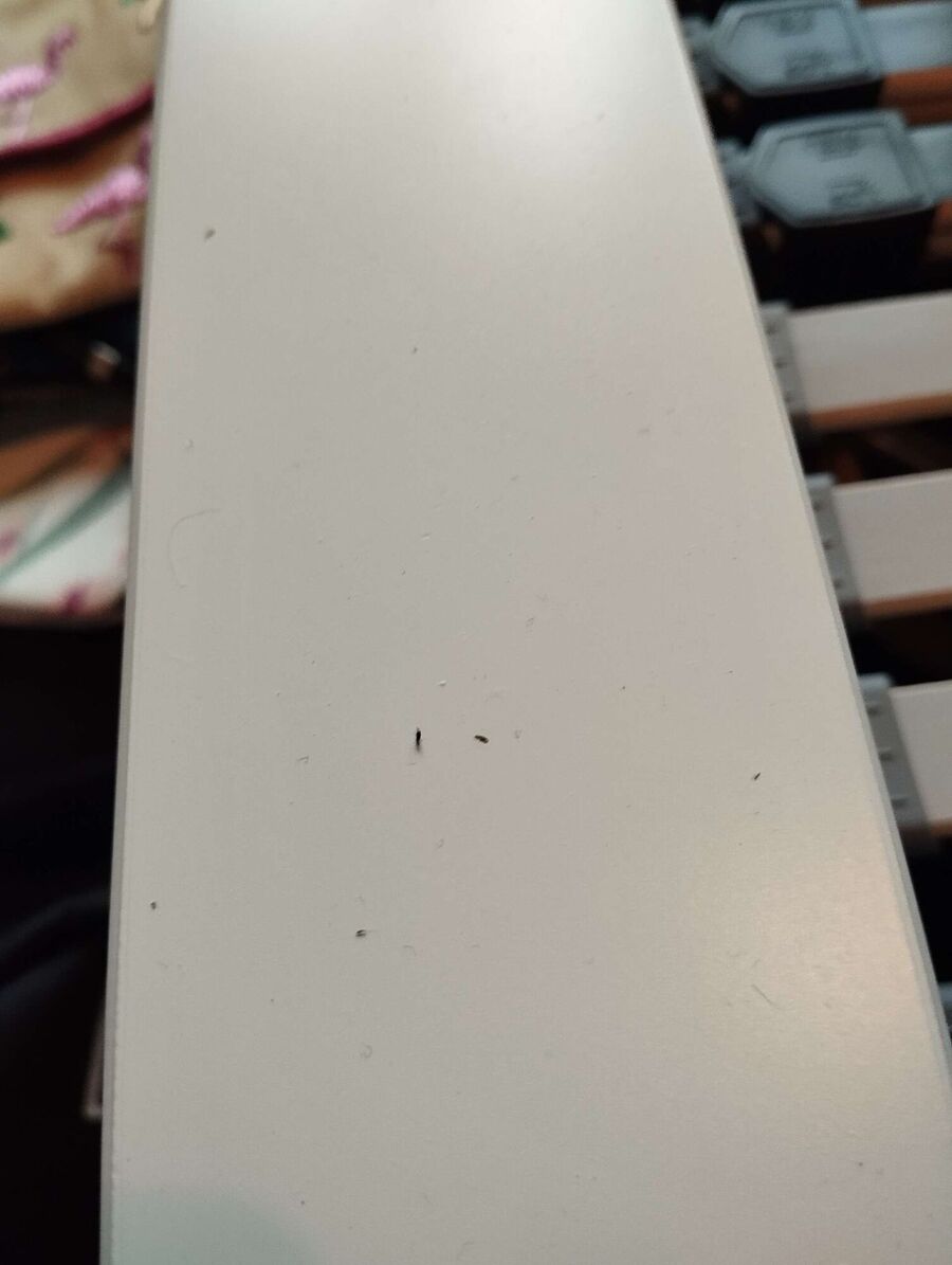 desinfestateur a-Saas-Fee-Inspektion.jpeg