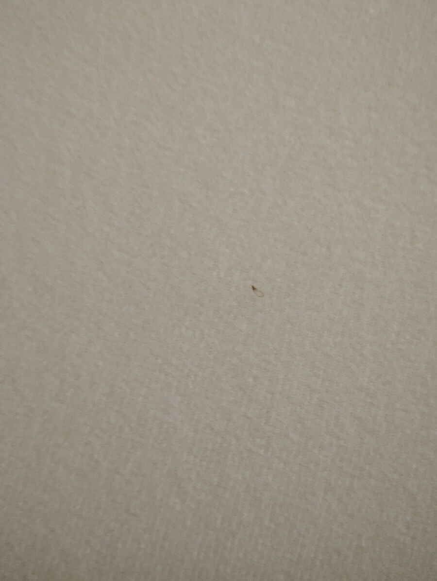 desinfestateur a-Vex-Inspektion.jpeg