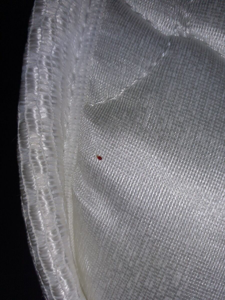 desinfestateur a-Maracon-Inspektion.jpeg