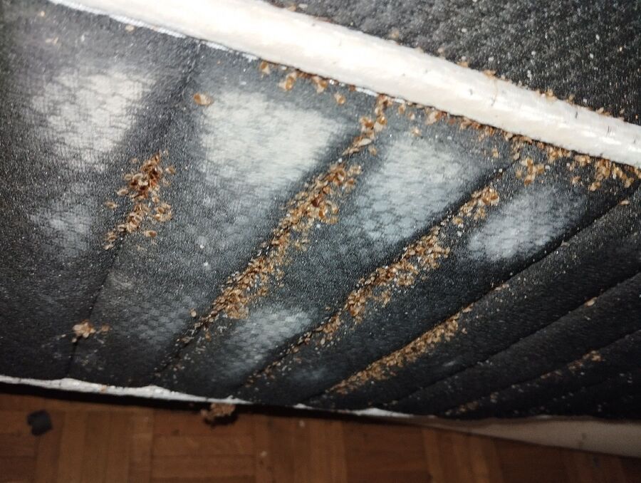 desinfestateur a-Lully (FR)-Inspektion.jpeg